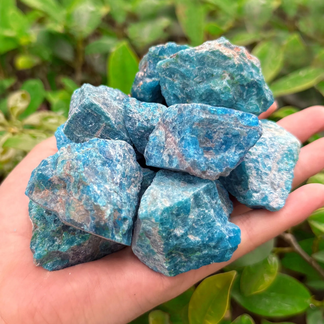 40g/120g/240g Natural Blue Apa – Bonsai Garden Gift Bewertung und Preis